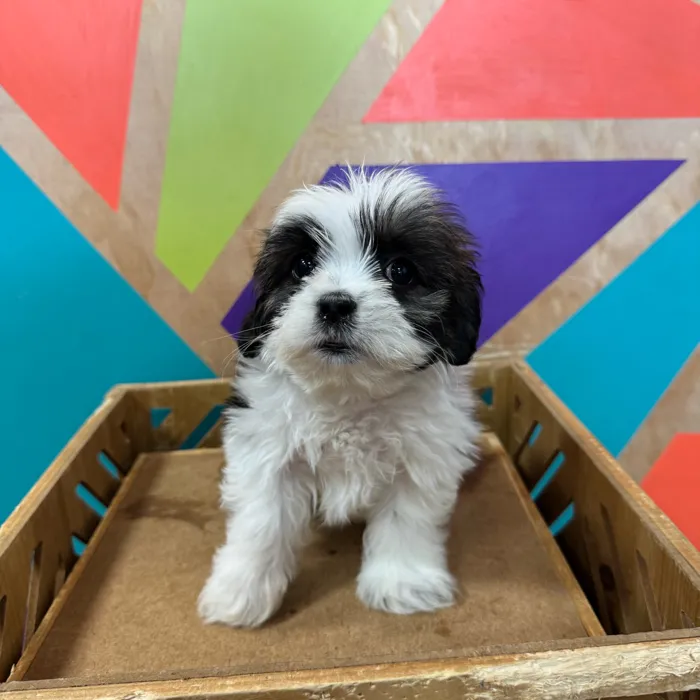 Female Lhasa Apso puppy named Laurie for sale at Petland Joplin.