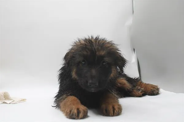 Female German Shepherd puppy named Gina for sale at Petland Rogers.