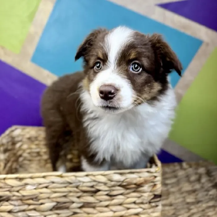 Male Mini Aussie Puppy for Sale in Rogers, AR