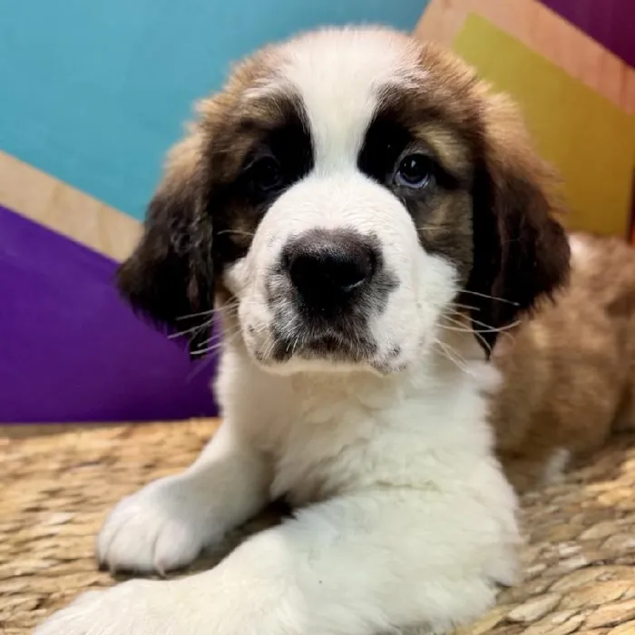 Male Saint Bernard Puppy for Sale in Rogers, AR