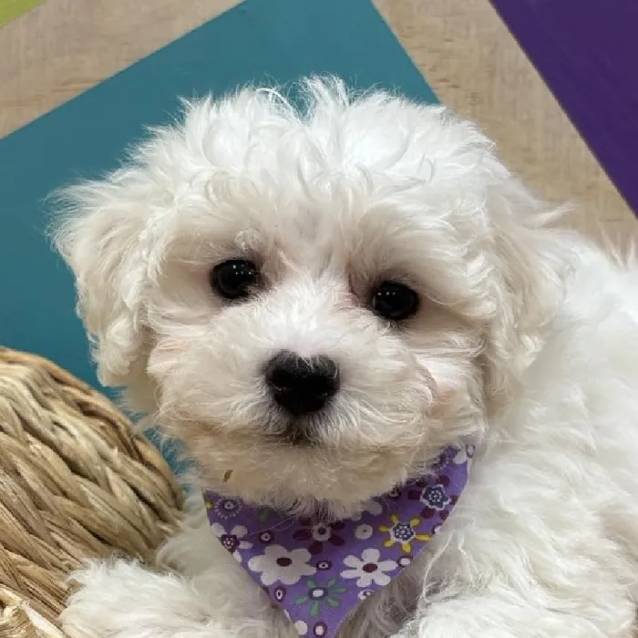 Male Bichon puppy named Yuki for sale at Petland Wichita West.