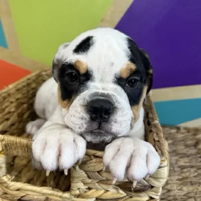 Female Victorian Bulldog Puppy for Sale in Rogers, AR
