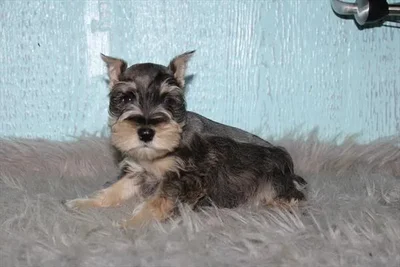 Male Mini Schnauzer puppy for sale at Petland Joplin.