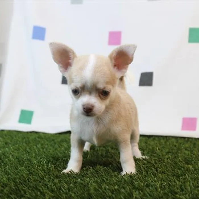 Female Chihuahua puppy named Chewbacca for sale at Petland Joplin.
