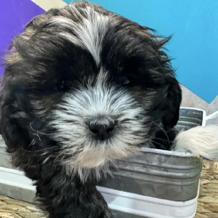 Male Lhasa Apso Puppy for Sale in Rogers, AR