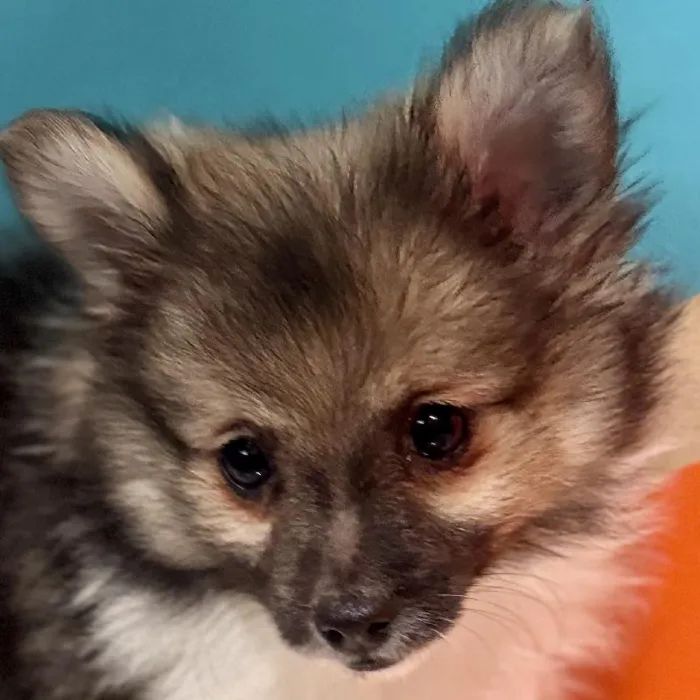 Female Pomeranian Puppy for Sale in Rogers, AR