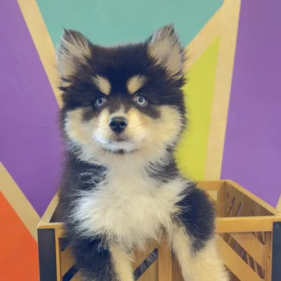 Female Pomsky Puppy for Sale in Rogers, AR