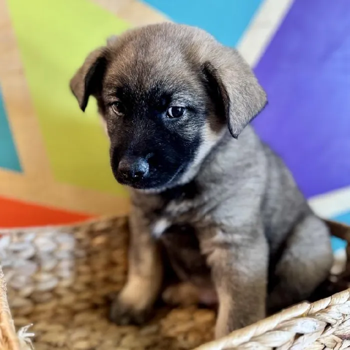 Male Norwegian Elkhound Puppy for Sale in Rogers, AR