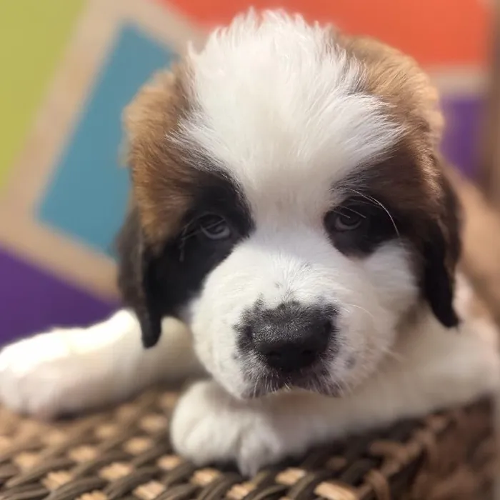 Male Saint Bernard Puppy for Sale in Rogers, AR