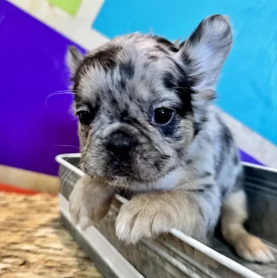 Female French Bulldog Puppy for Sale in Rogers, AR