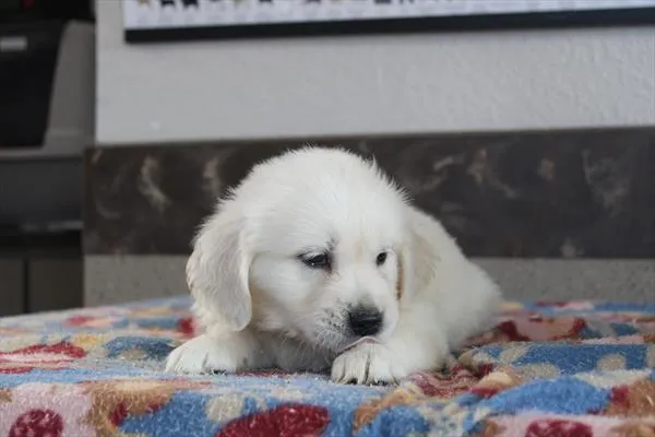 Female Golden Retriever puppy for sale at Petland Fayetteville.