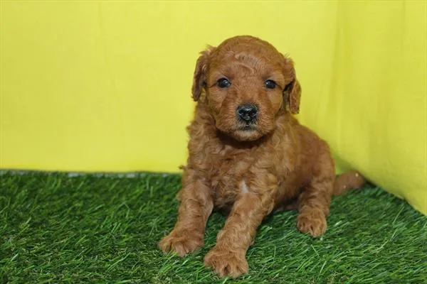 Female Mini Goldendoodle puppy for sale at Petland Joplin.