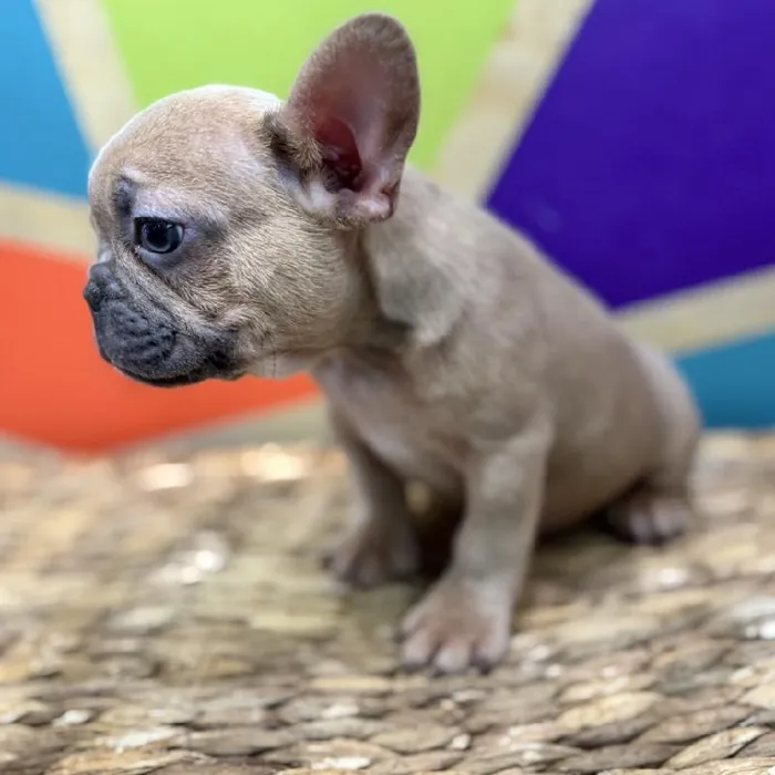 Male French Bulldog Puppy for Sale in Rogers, AR