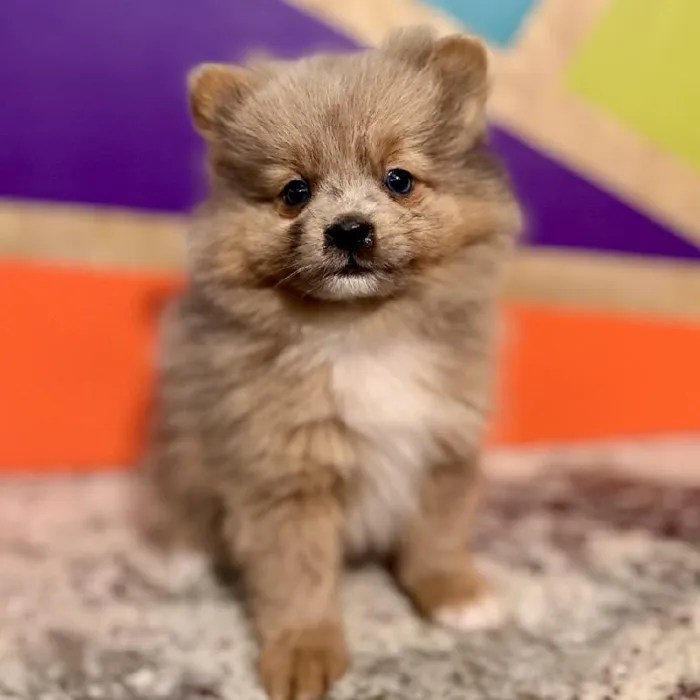 Male Pomeranian Puppy for Sale in Rogers, AR