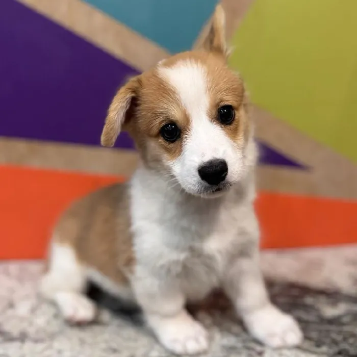 Female Pembroke Welsh Corgi Puppy for Sale in Fayetteville, AR