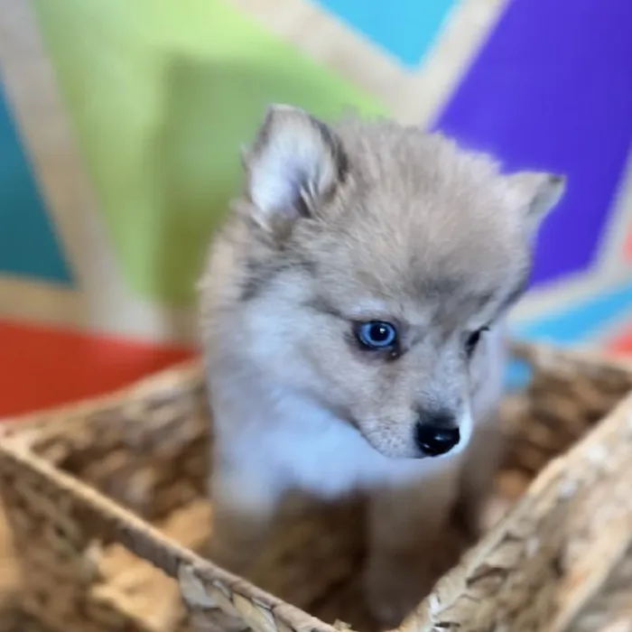 Male Pomsky Puppy for Sale in Joplin, MO