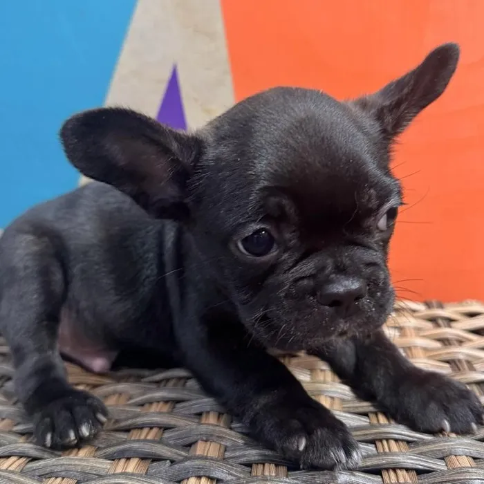 Male Frenchton puppy named Fraiser for sale at Petland Rogers.