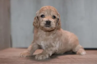 Female Cockapoo puppy named Nutmeg for sale at Petland Rogers.