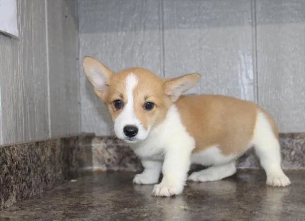Female Pembroke Welsh Corgi puppy for sale at Petland Fayetteville.