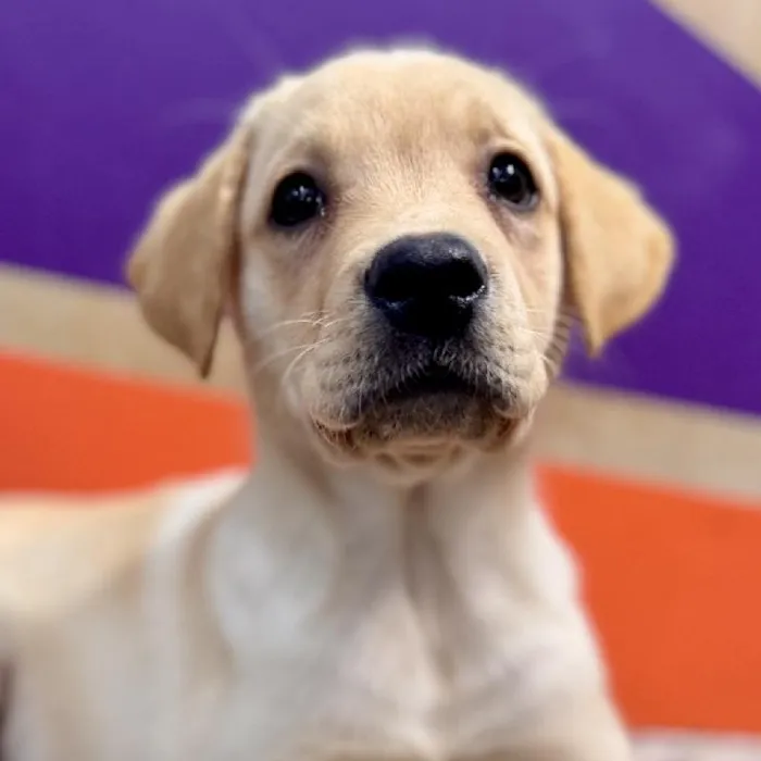 Male Labrador Retriever puppy named Larry for sale at Petland Rogers.