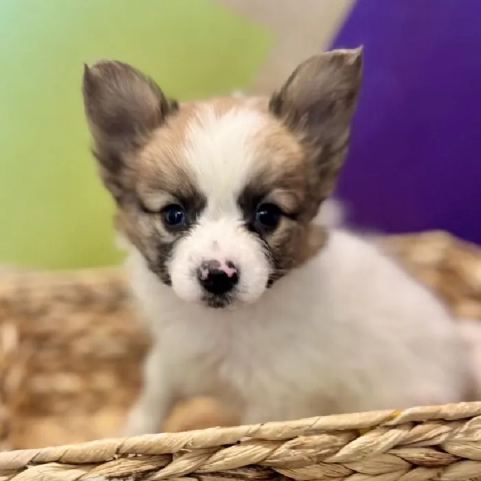 Male Papillon Puppy for Sale in Rogers, AR