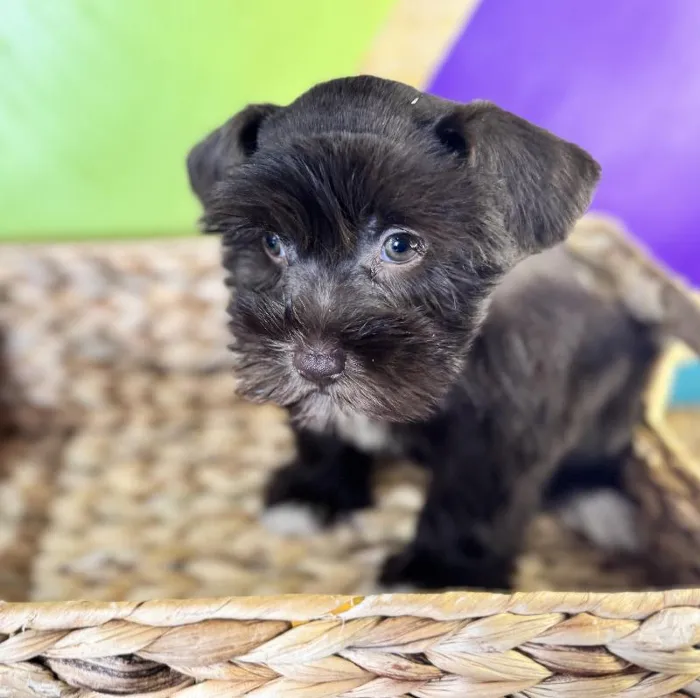Female Mini Schnauzer Puppy for Sale in Rogers, AR