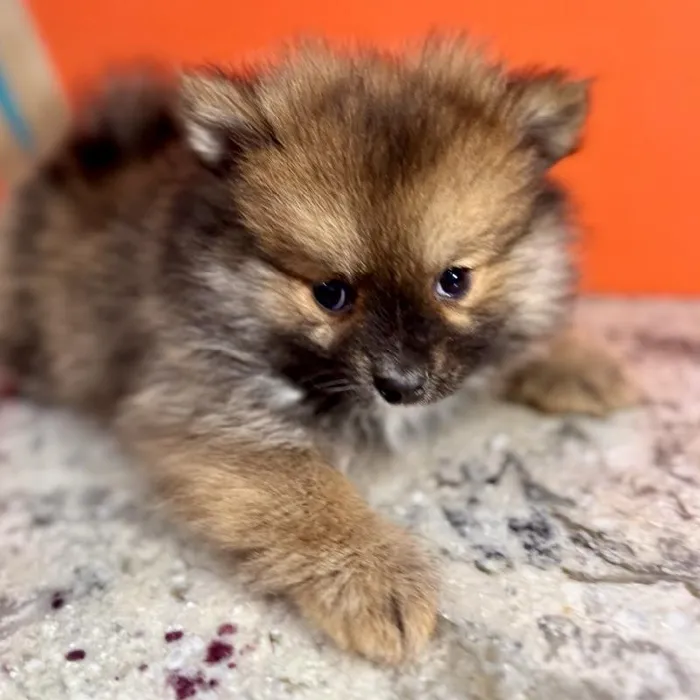 Female Pomeranian puppy named Nancy for sale at Petland Rogers.