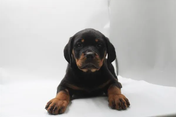 Female Rottweiler puppy for sale at Petland Joplin.