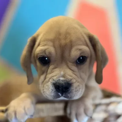 Female Mini Bulldog Puppy for Sale in Rogers, AR