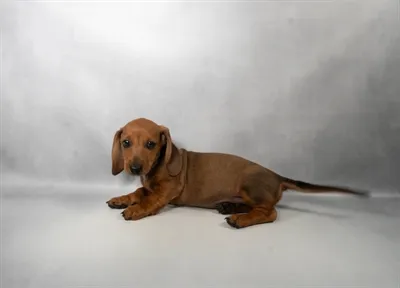 Male Dachshund puppy for sale at Petland Wichita West.