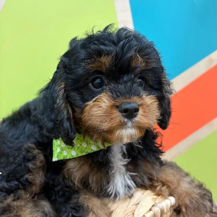 Male Cavapoo puppy named Linus for sale at Petland Wichita West.