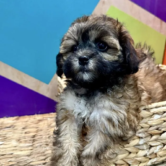 Female Shipoo Puppy for Sale in Rogers, AR