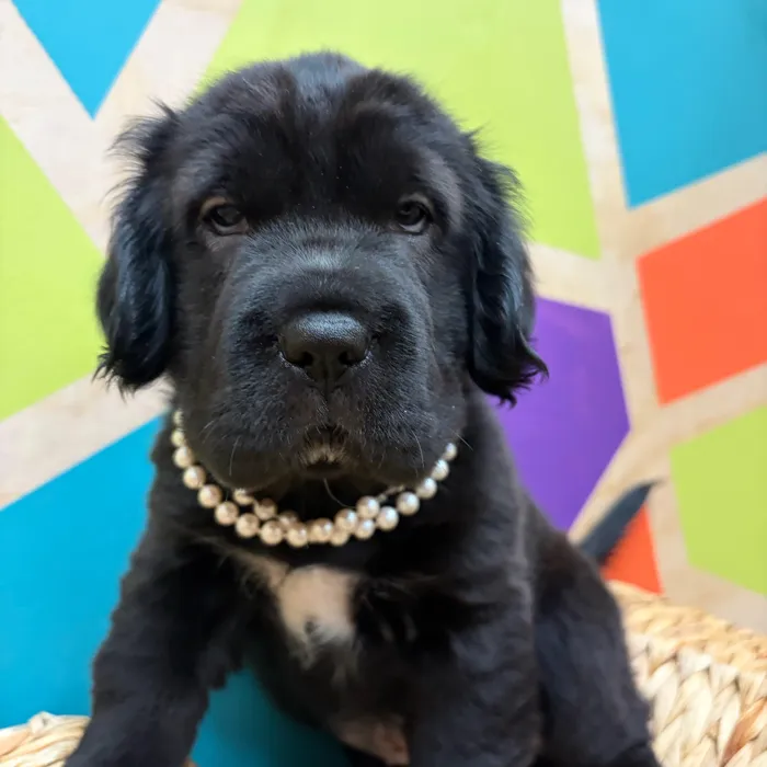 Female Mini Hippo puppy named Ebony for sale at Petland Wichita West.
