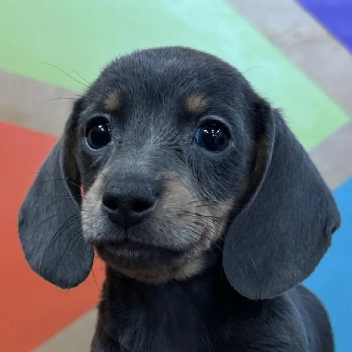 Female Dachshund puppy named Marian for sale at Petland Rogers.