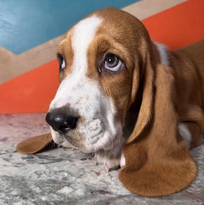 Male Basset Hound puppy named Saffron for sale at Petland Rogers.