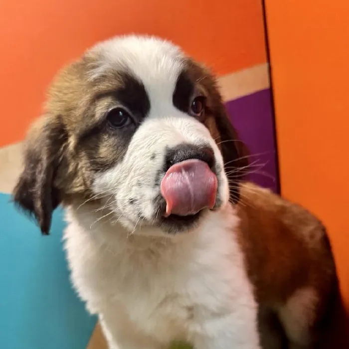 Male Saint Bernard Puppy for Sale in Rogers, AR