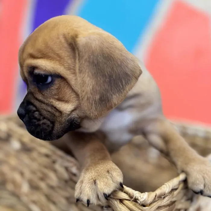 Male Mini Bulldog Puppy for Sale in Rogers, AR