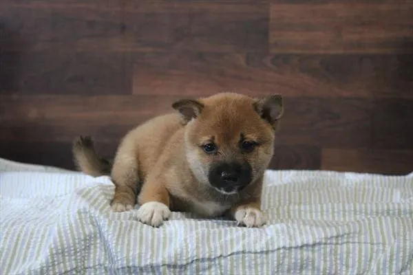 Male Shiba Inu puppy for sale at Petland Wichita West.