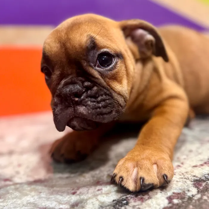 Female Victorian Bulldog puppy for sale at Petland Fayetteville.