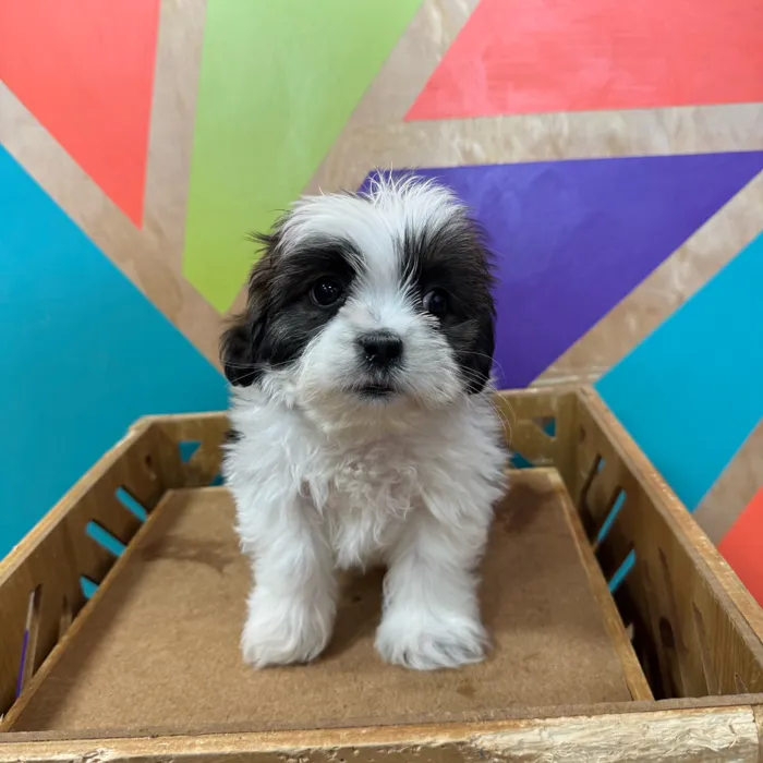 Female Lhasa Apso puppy named Laurie for sale at Petland Joplin.