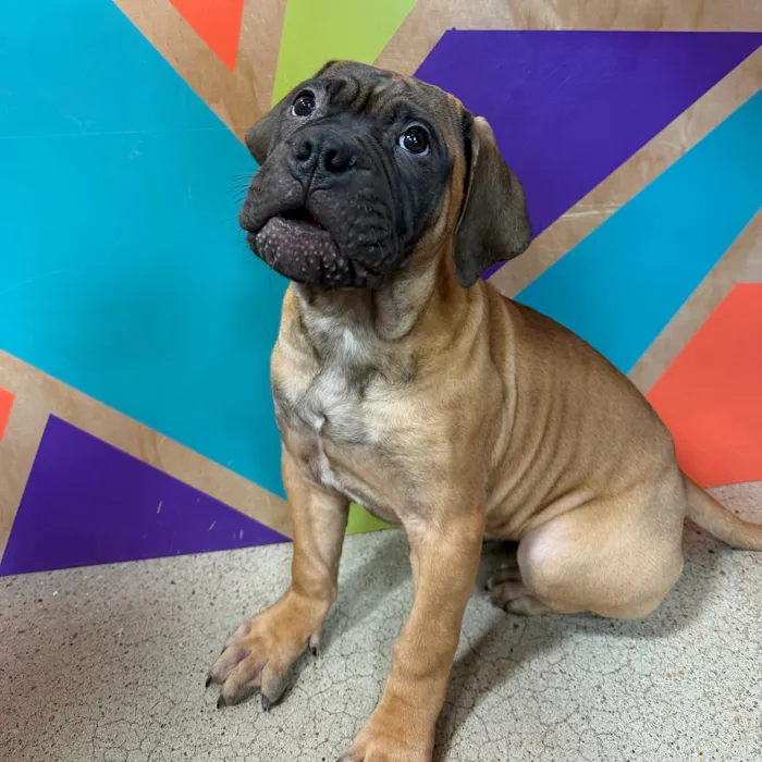 Female Bullmastiff puppy named Marley for sale at Petland Joplin.