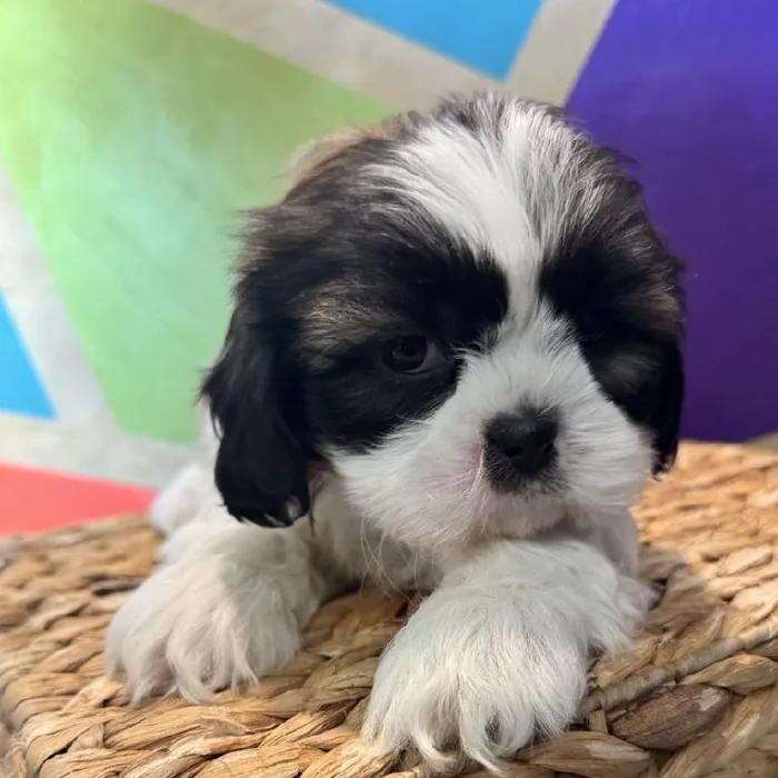 Male Shih Tzu Puppy for Sale in Rogers, AR