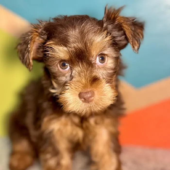 Female Yorkie Puppy for Sale in Rogers, AR