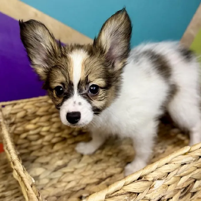 Male Papillon Puppy for Sale in Rogers, AR