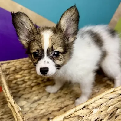 Male Papillon Puppy for Sale in Rogers, AR