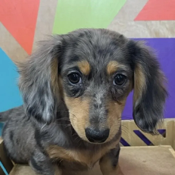 Female Mini Dachshund puppy named Lola for sale at Petland Joplin.