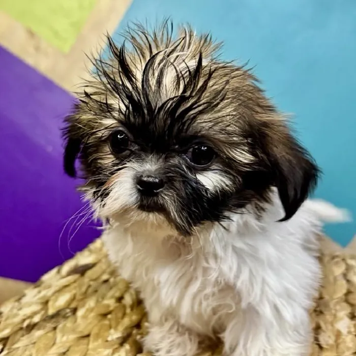 Male Shih Tzu Puppy for Sale in Rogers, AR