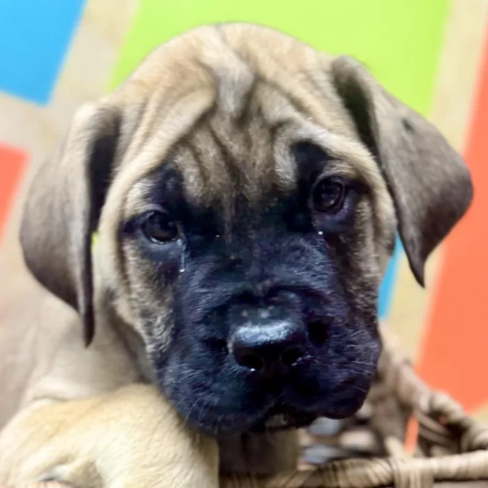 Female English Mastiff Puppy for Sale in Rogers, AR