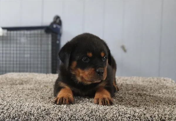 Female Rottweiler puppy for sale at Petland Wichita West.