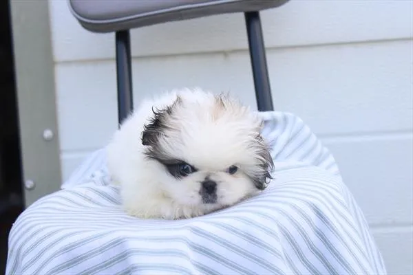 Male Pekingese puppy named Earl for sale at Petland Rogers.